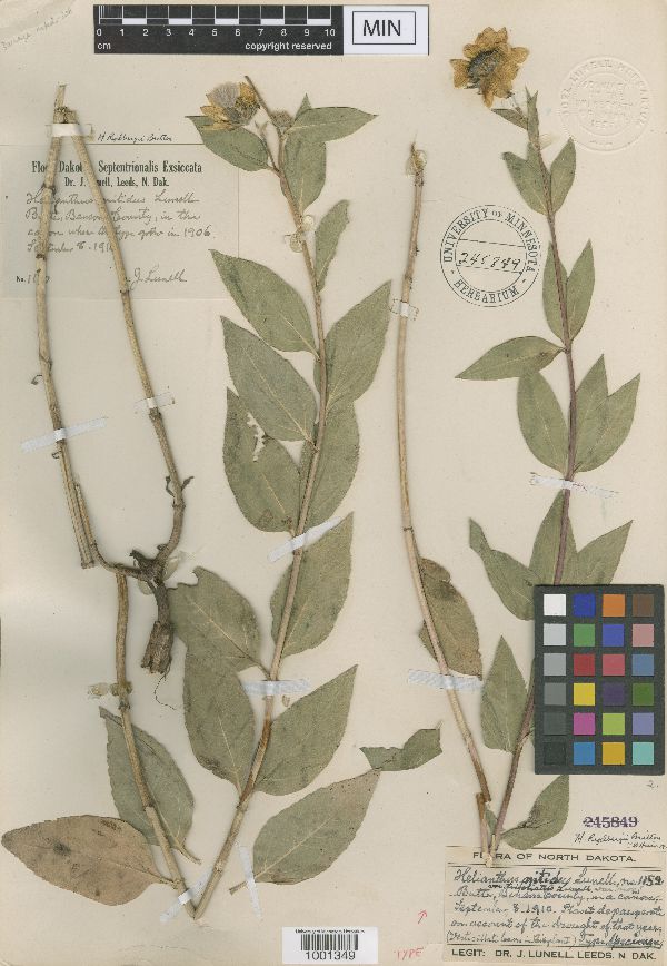 Helianthus nitidus var. trifoliatus image