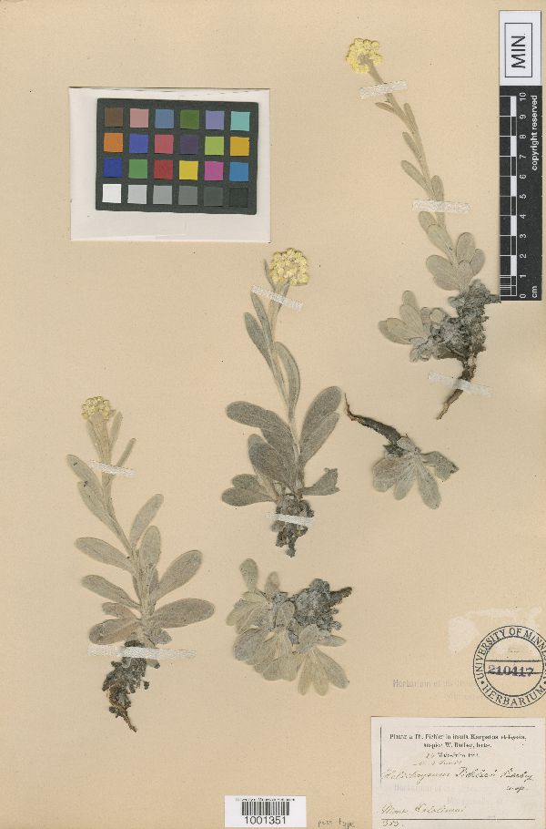 Helichrysum orientale image