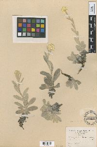 Image of Helichrysum pichleri