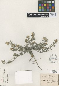 Heliotropium axillare image