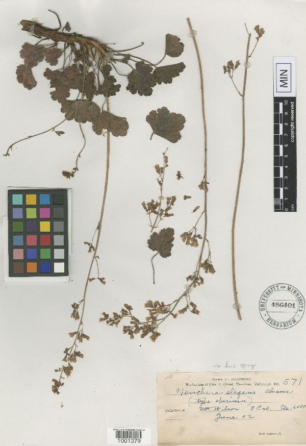 Heuchera elegans image