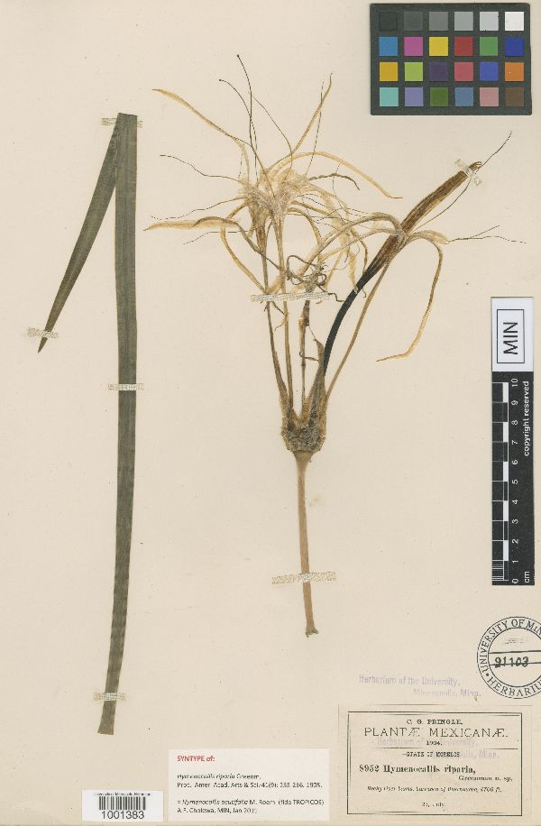 Hymenocallis acutifolia image