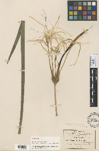 Hymenocallis acutifolia image