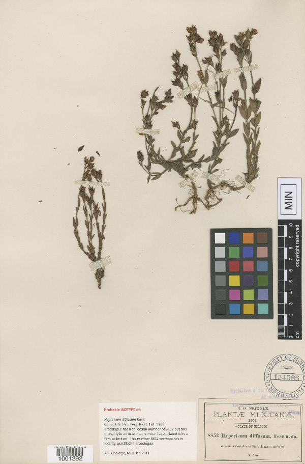 Hypericum diffusum image