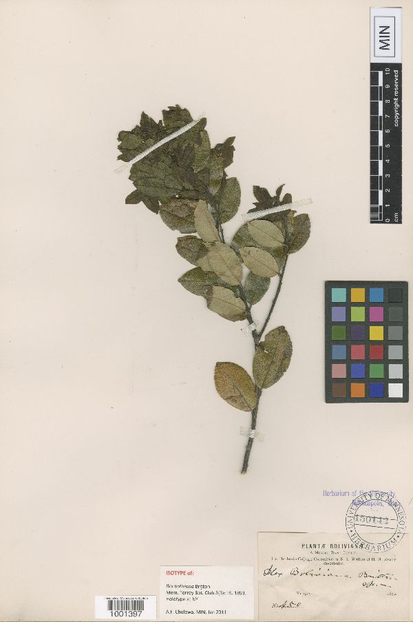 Ilex boliviana image