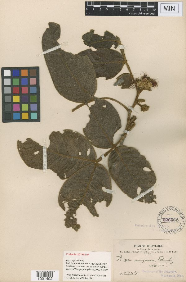 Inga rugosa image
