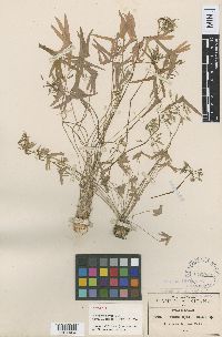 Image of Oxalis latifolia
