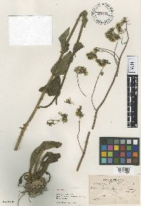 Hieracium leptocephalum image