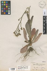 Image of Hieracium megacephalum