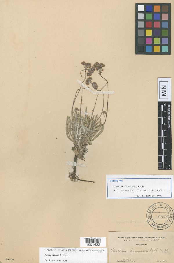 Horkelia chandleri image