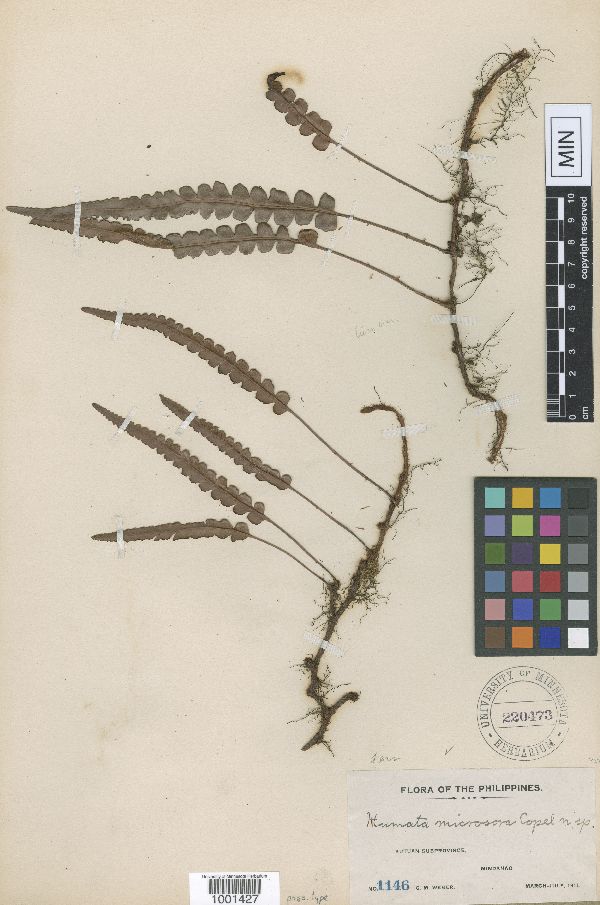 Davallia angustata image