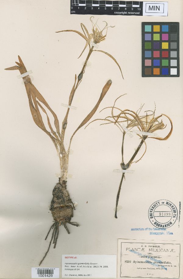 Hymenocallis graminifolia image