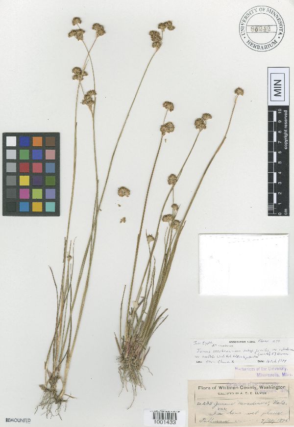 Juncus columbianus image