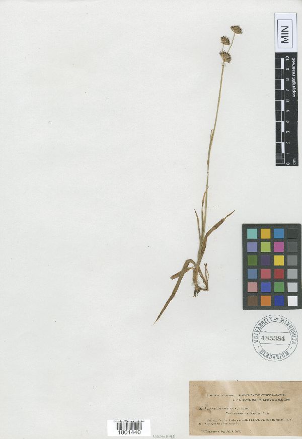 Juncus longistylis var. latifolius image