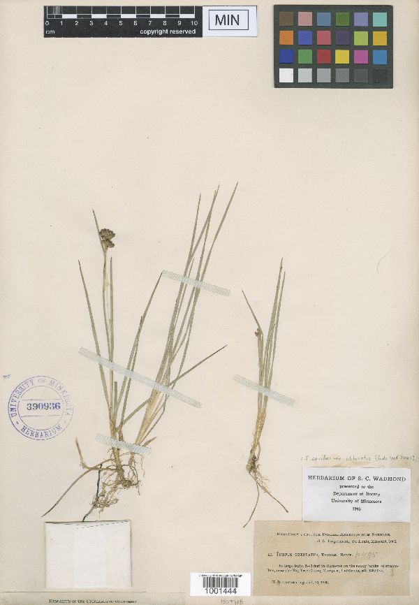 Juncus obtusatus image
