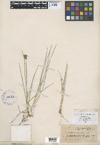 Juncus obtusatus image