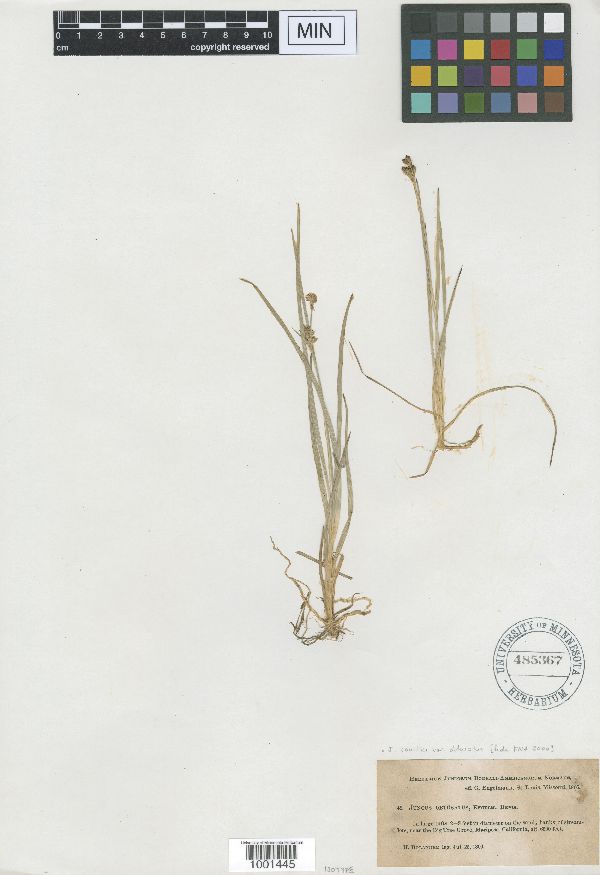Juncus obtusatus image
