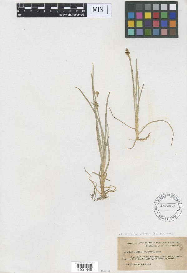 Juncus covillei var. obtusatus image