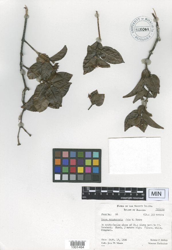 Ixora raiateensis image