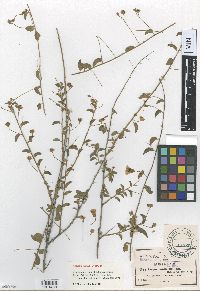 Jacquemontia smithii image