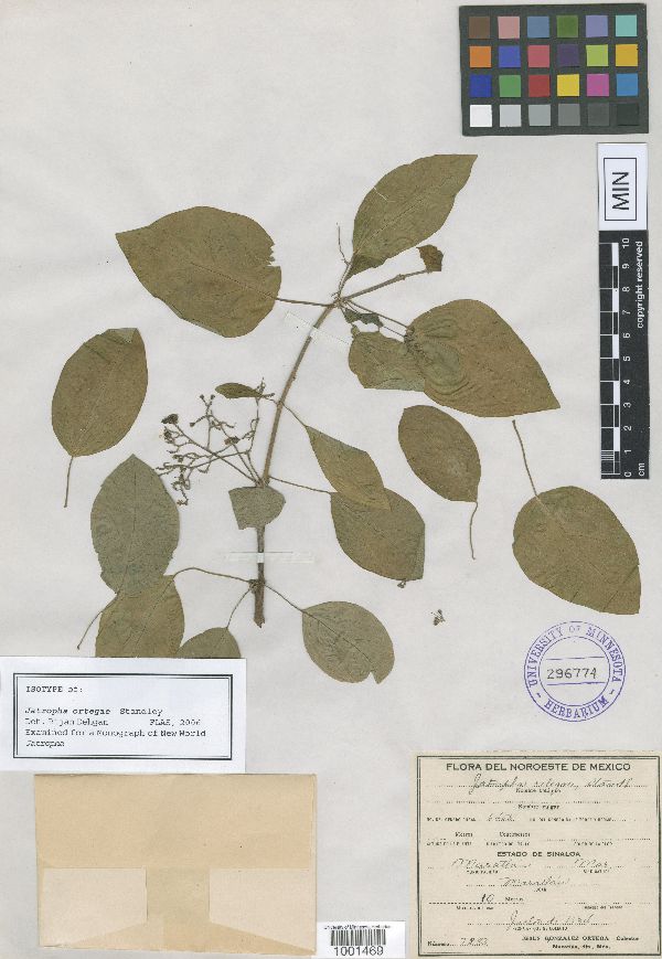 Jatropha ortegae image