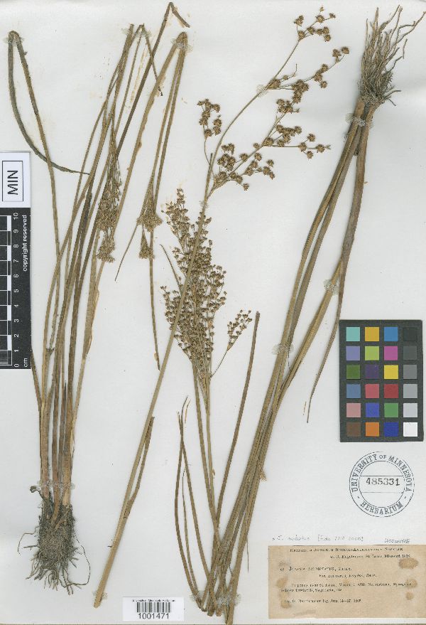 Juncus acuminatus var. robustus image