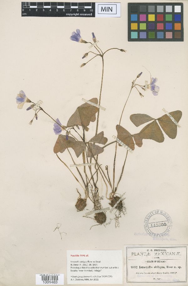 Ionoxalis obliqua image