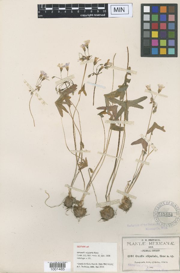 Oxalis latifolia image