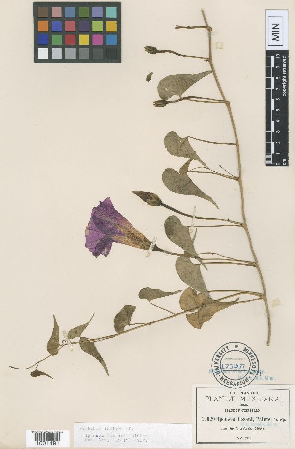 Ipomoea lozanii image
