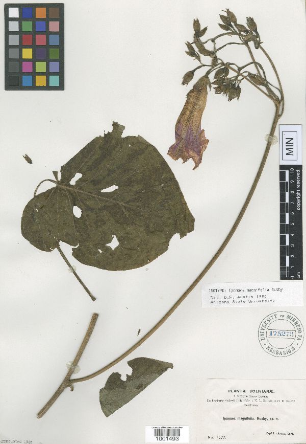 Ipomoea magnifolia image