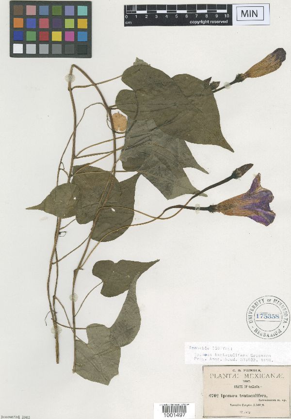 Ipomoea tentaculifera image