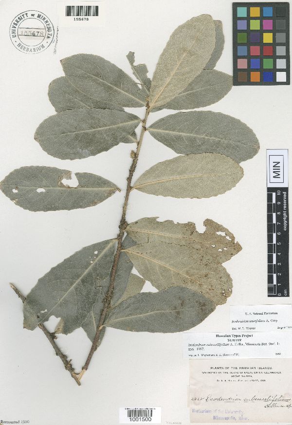Isodendrion subsessilifolium image