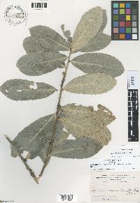 Image of Isodendrion subsessilifolium