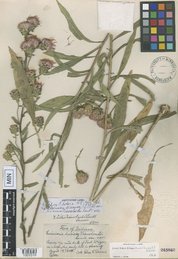 Lacinaria scariosa var. nieuwlandii image