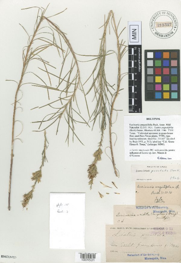 Lacinaria angustifolia image