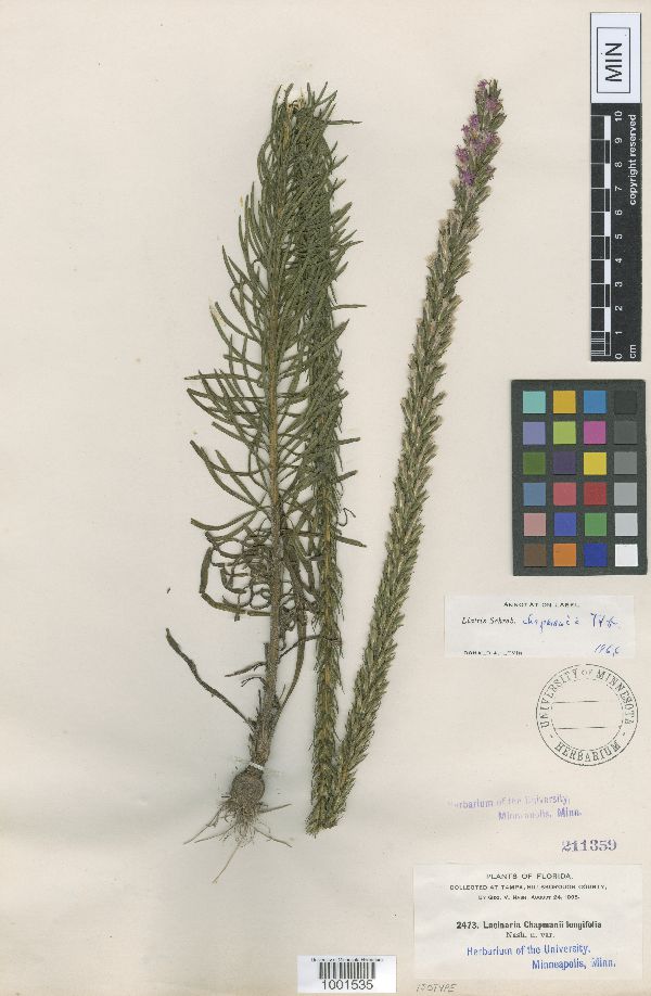 Liatris chapmanii image