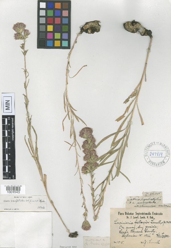 Liatris x fallacior image