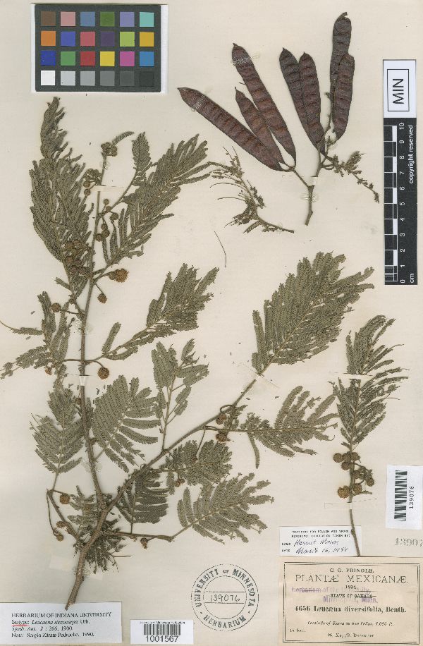 Leucaena trichandra image