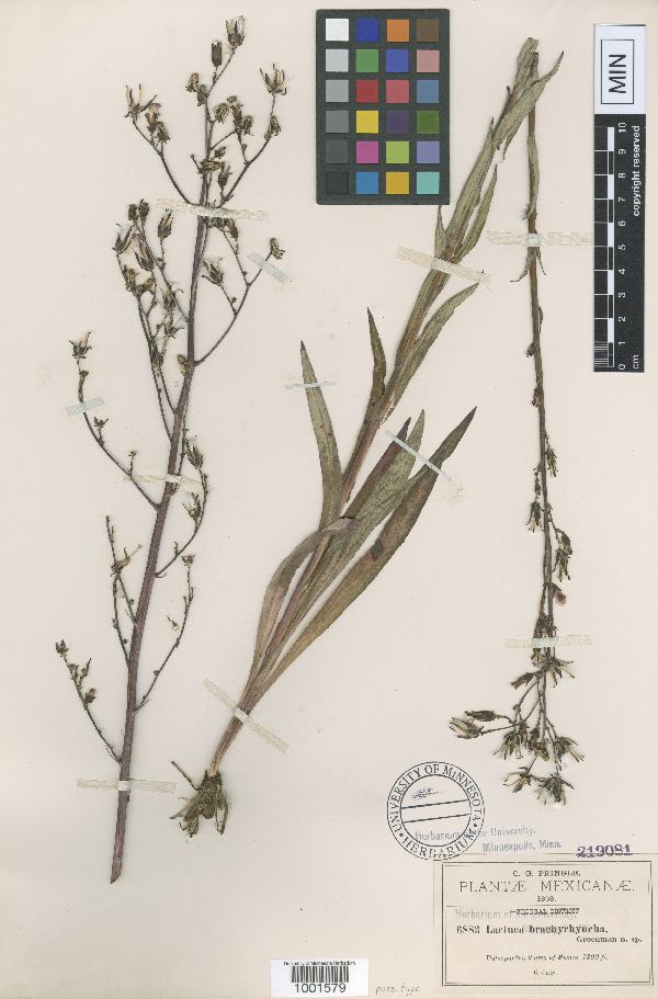 Lactuca brachyrrhyncha image