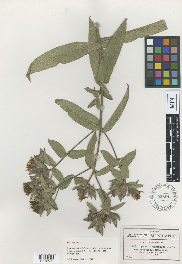 Lagascea helianthifolia image