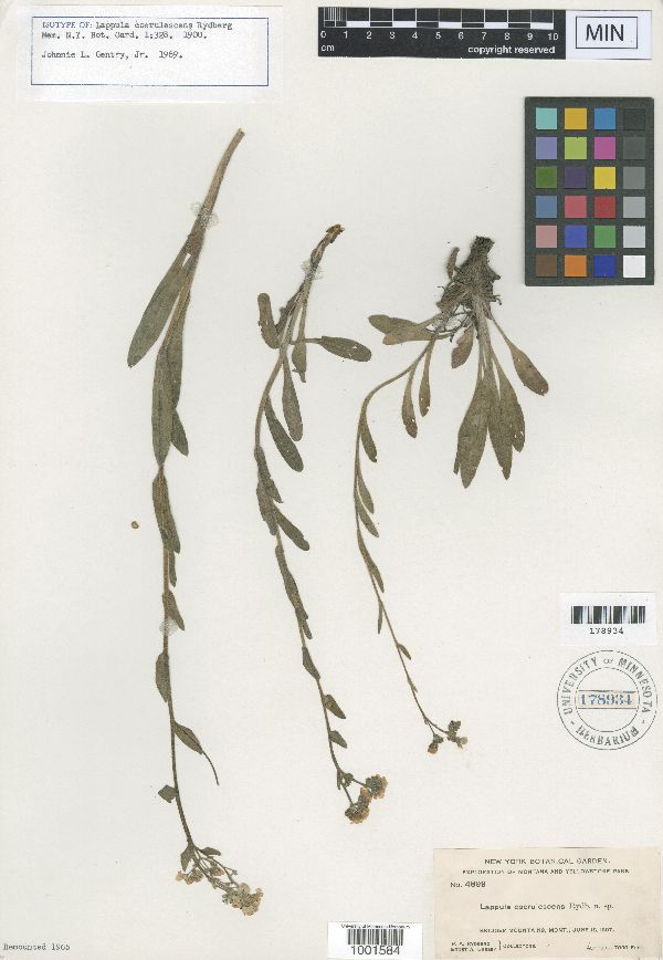 Lappula coerulescens image