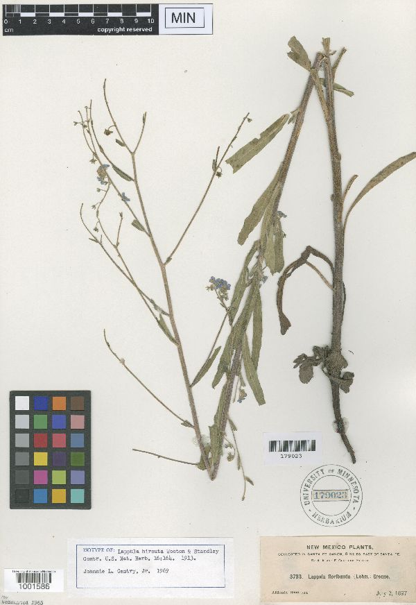 Lappula hirsuta image