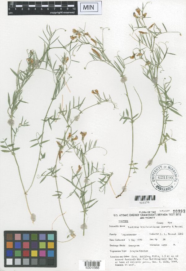 Lathyrus hitchcockianus image