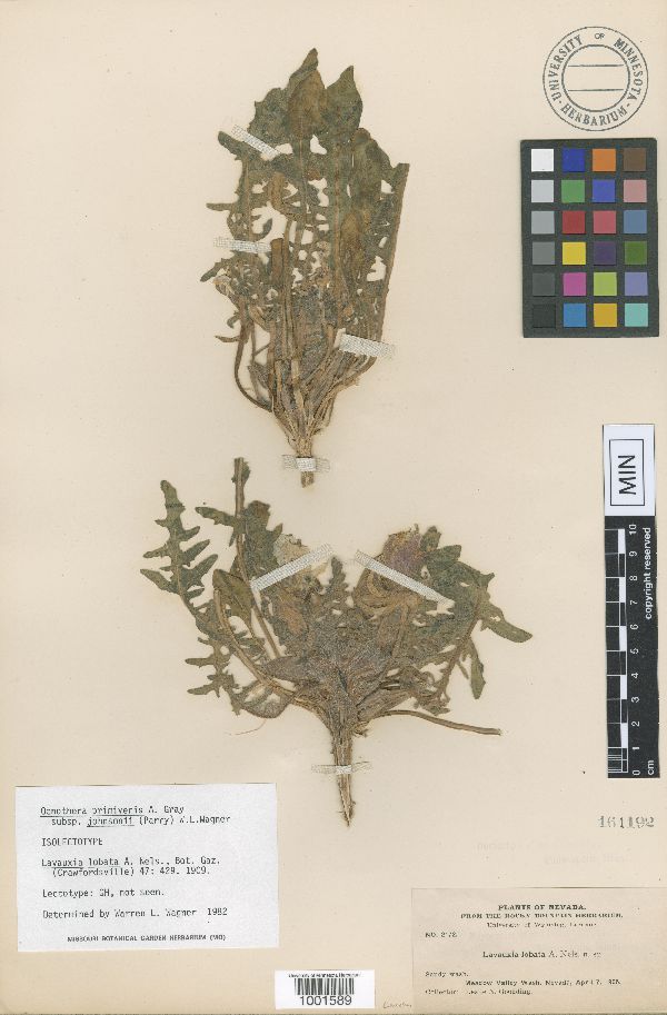 Oenothera primiveris image