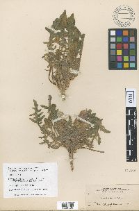 Image of Oenothera primiveris