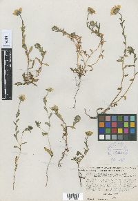 Layia chrysanthemoides subsp. maritima image