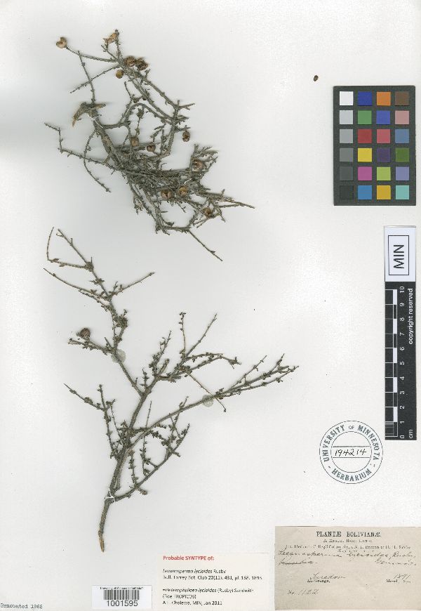Heterophyllaea lycioides image