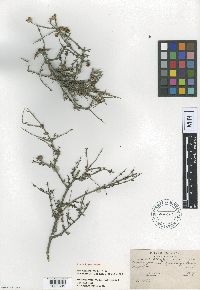 Image of Heterophyllaea lycioides