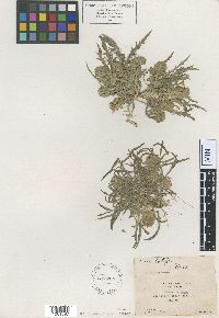 Lepidium brownii image