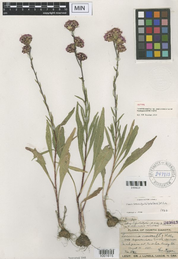 Liatris ligulistylis image